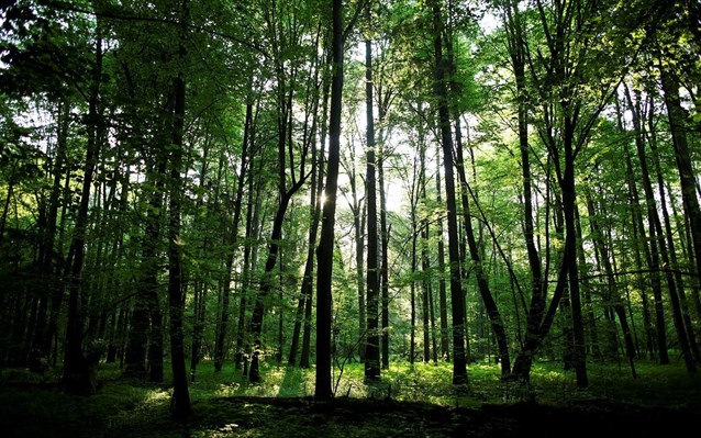 IUCN: Με εξαφάνιση απειλούνται το 40% των ειδών δένδρων στην Ευρώπη