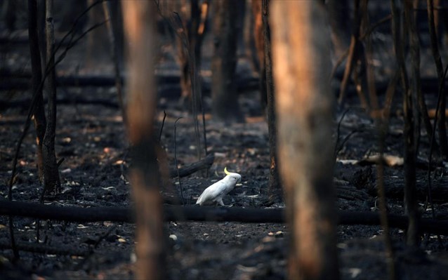 Αυστραλία: Οι πυρκαγιές έχουν κάψει δασικές εκτάσεις όσο το 1/3 της Ελλάδας